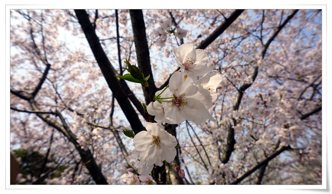 2017 Gucun Park Cherry Blossom Festival